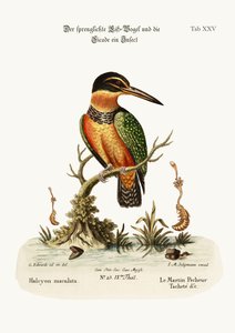 The Spotted Kingfisher, 1749-73